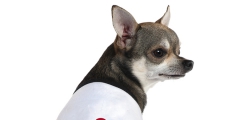 Adidas還有寵物服裝支線Adidog？ 其實是商標侵權
